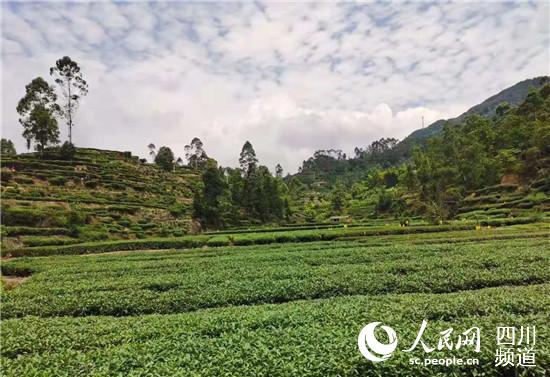 茶園。蔣兵攝