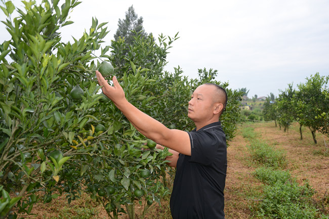 張熙檢查林地情況。胡未供圖
