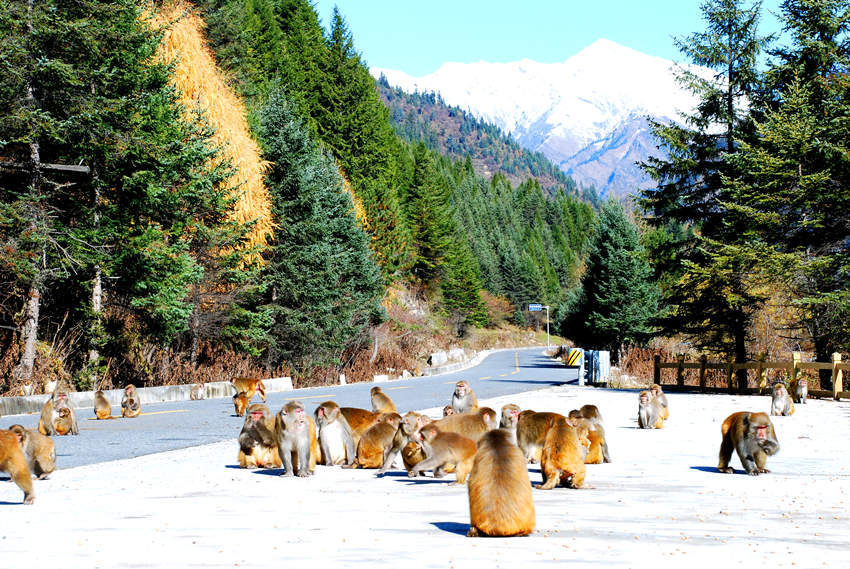 景區(qū)內的藏酋猴。達古冰川景區(qū)管理局供圖