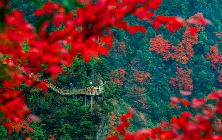漫山遍野的紅葉彩林。宣漢縣委宣傳部供圖