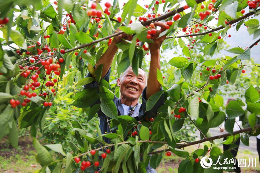 果農(nóng)忙著采摘成熟的櫻桃。鄭云霞攝