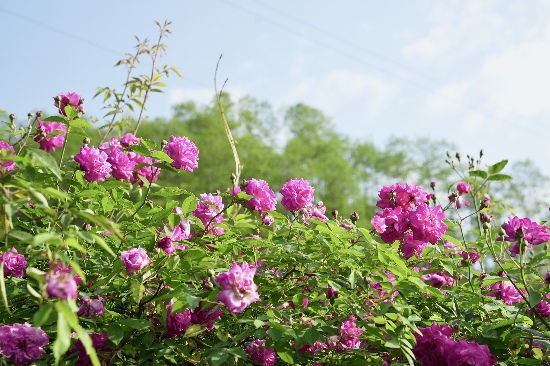 寶山村百里薔薇花。彭州寶山村供圖