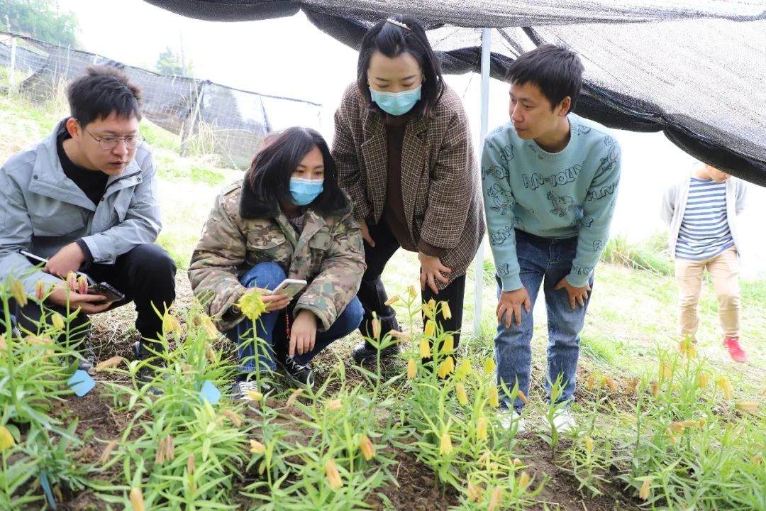彭州對口支援工作組隊項目組查看瓦布貝母種植情況。彭州市宣傳部供圖