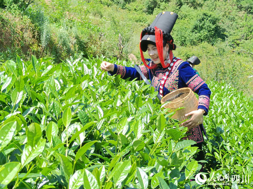村民的莫羅英摘茶增收樂。吳舒婷攝