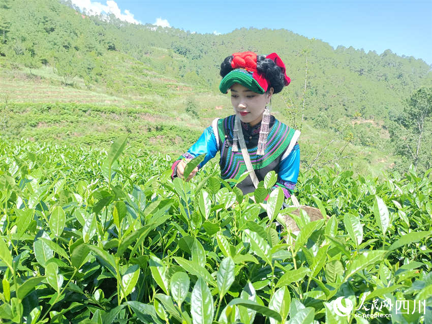 采摘夏茶。吳舒婷攝