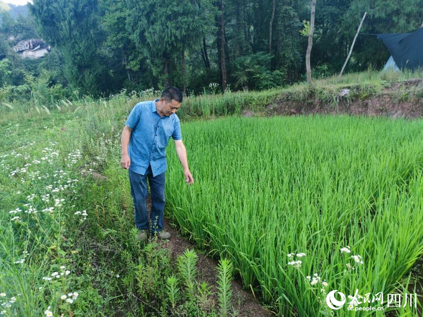 綠色種植的稻米全部農(nóng)家樂(lè)自銷。趙斌攝