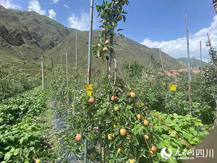 當地發展“果蔬套種”新型農業種植模式。王曦攝