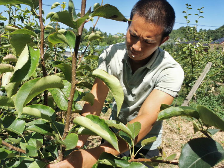 潘洪全為果樹修枝。蒼溪縣融媒體中心供圖