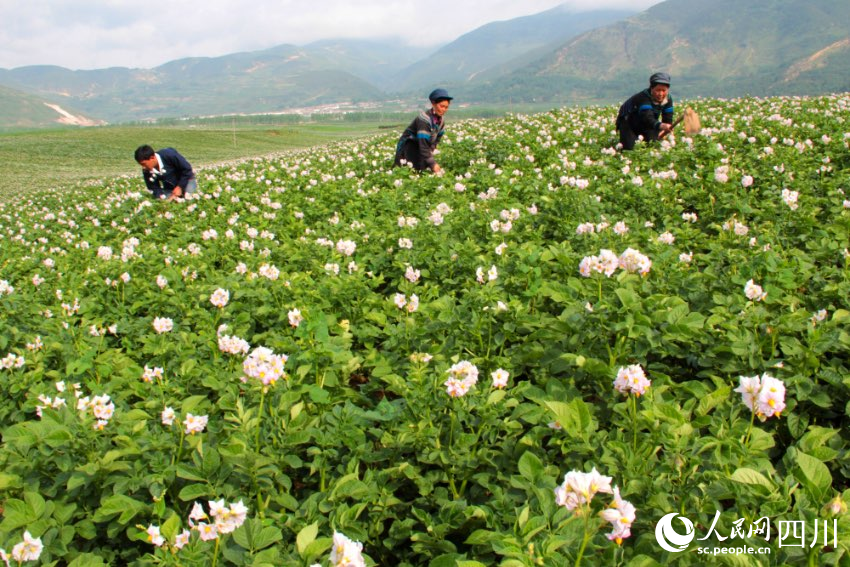 布拖是涼山州土豆種植大縣，土豆品質(zhì)優(yōu)越。蘇呷此色攝