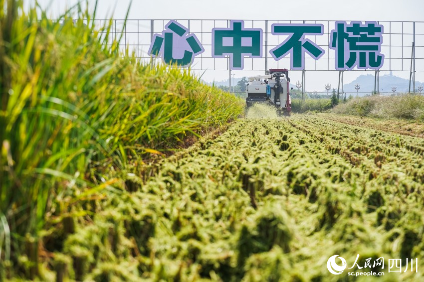四川彭山水稻迎豐收。翁光建攝