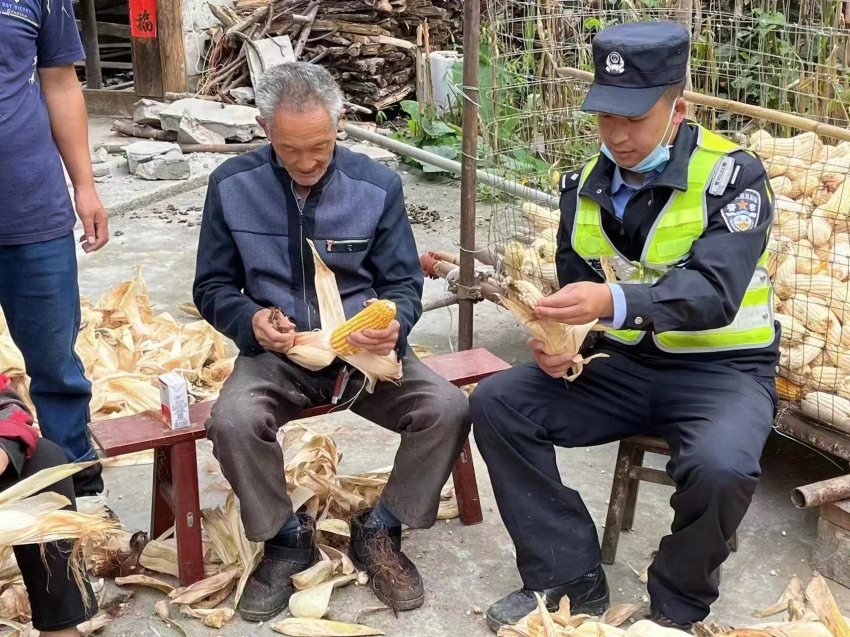 帳篷警務(wù)室?guī)椭鸀?zāi)區(qū)群眾搶收玉米。甘孜公安供圖