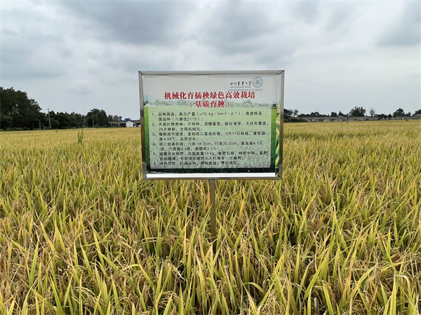 在大邑縣安仁鎮，川康優2115長勢良好。大邑融媒體中心供圖