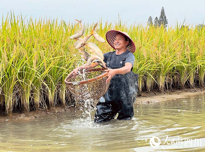 水稻豐收了！眉山市東坡區(qū)的稻田魚也到了銷售旺季。王允浩攝