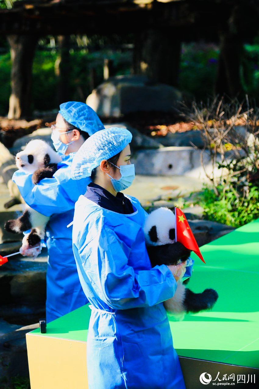 飼養(yǎng)員懷抱幼崽來到場地。人民網(wǎng) 朱虹攝