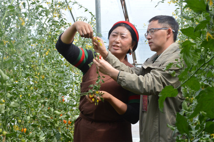 家住蝦拉沱鎮(zhèn)的達(dá)娃，以前在康定打工每月收入2000余元，現(xiàn)在園區(qū)采摘小番茄每月近4000元。成都市民宗局供圖