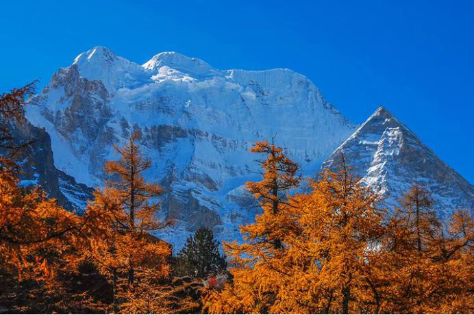 雪山下的紅葉。稻城亞丁景區供圖