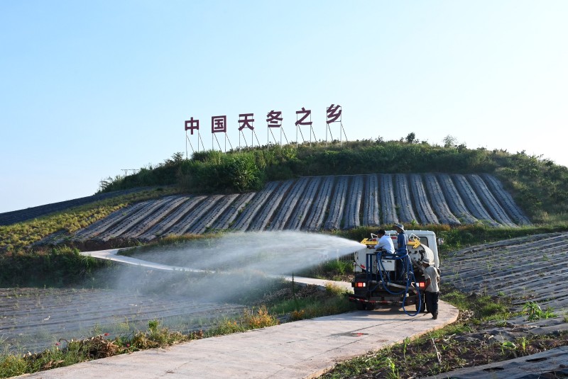 “中國天冬之鄉”——內江東興區抗旱保苗。東興區融媒體中心供圖