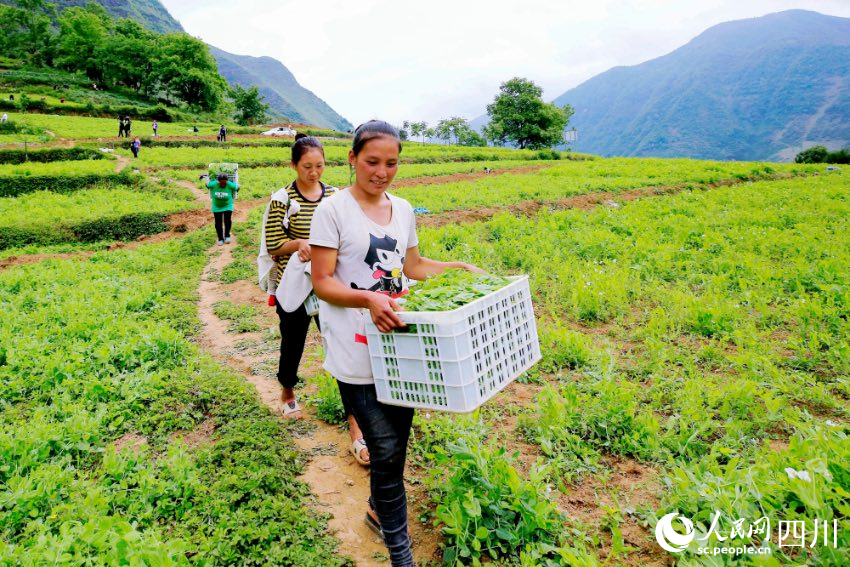 企業(yè)帶動農業(yè)產業(yè)，阿嘎鄉(xiāng)村民在家門口就能鼓足腰包。宋恩攝