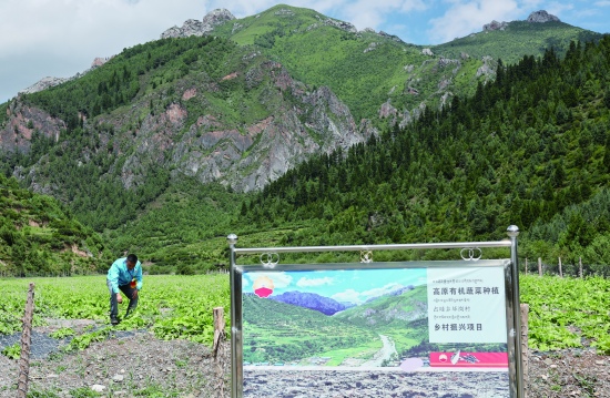 中國石油四川銷售公司助力高原有機蔬菜種植項目，有效帶動周邊農(nóng)戶增收就業(yè)。 中國石油四川銷售公司供圖