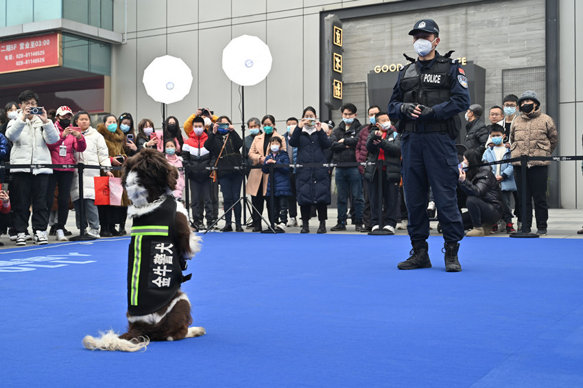 現場民警正在做警犬訓練。成都市公安局金牛區分局供圖
