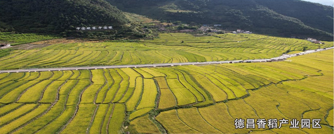 德昌香稻產(chǎn)業(yè)園區(qū)。西昌市委宣傳部供圖