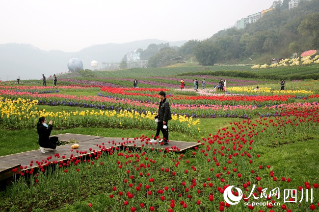 納溪區(qū)大渡口鎮(zhèn)花田酒地景區(qū)游人如織。王超明攝
