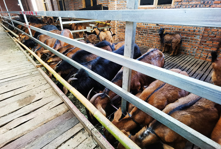 標準化養殖大棚里，黃羊正在吃草料。張敏攝