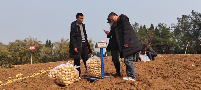 馬鈴薯過秤。蔣兵供圖