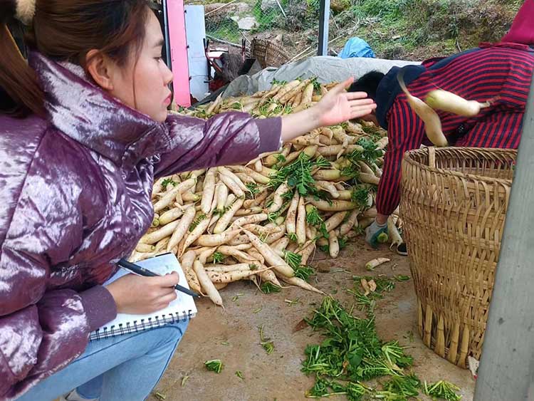 挑選好的新鮮蘿卜運(yùn)往外地。蒼溪縣融媒體中心供圖