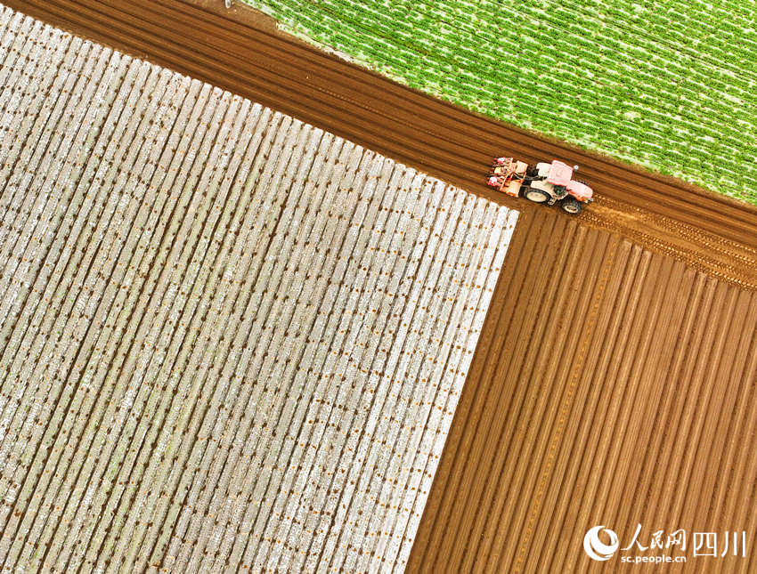 錦屏鎮(zhèn)中壩社區(qū)蔬菜種植基地村民忙著翻耕土地。劉永紅攝