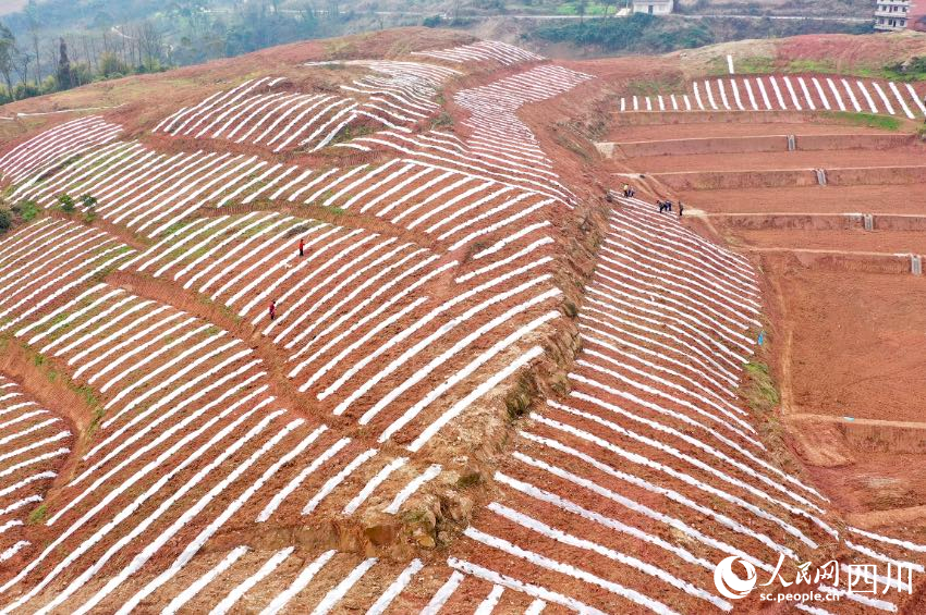 廣安市鄰水縣城北鎮(zhèn)小漁灘村，農民在取土壓膜。張啟富攝