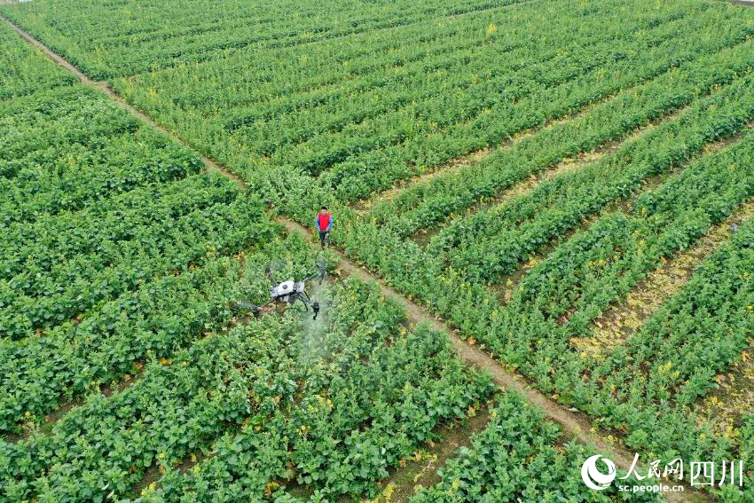 廣安市廣安區花橋鎮花橋村，農業植保員給油菜施肥。張啟富攝