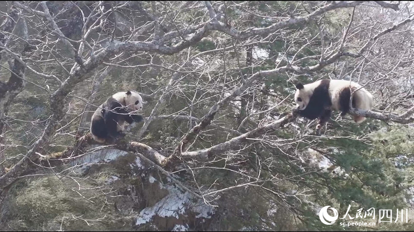 正在樹(shù)上的兩只成年大熊貓。孟昱攝