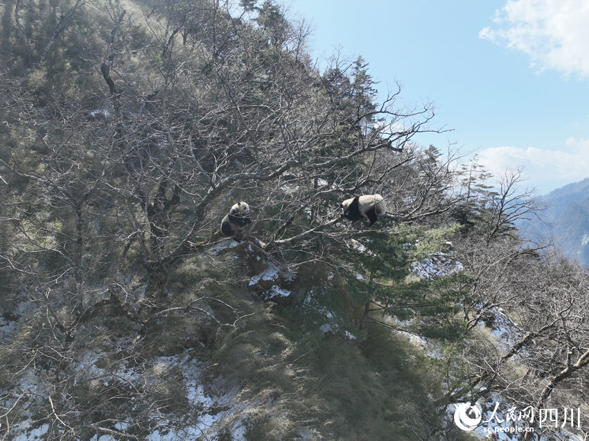 正在樹(shù)上的兩只成年大熊貓。胡明中攝