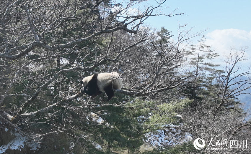 正在樹(shù)上曬太陽(yáng)的大熊貓。胡明中攝