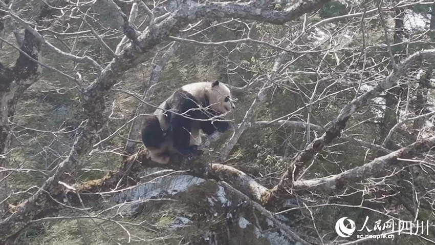 正在一步一步向樹(shù)上爬去的雄性大熊貓。孟昱攝