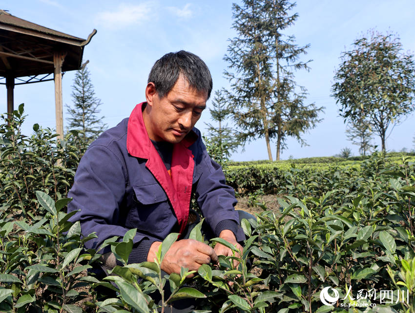 茶農正在采茶。陳曉芳攝