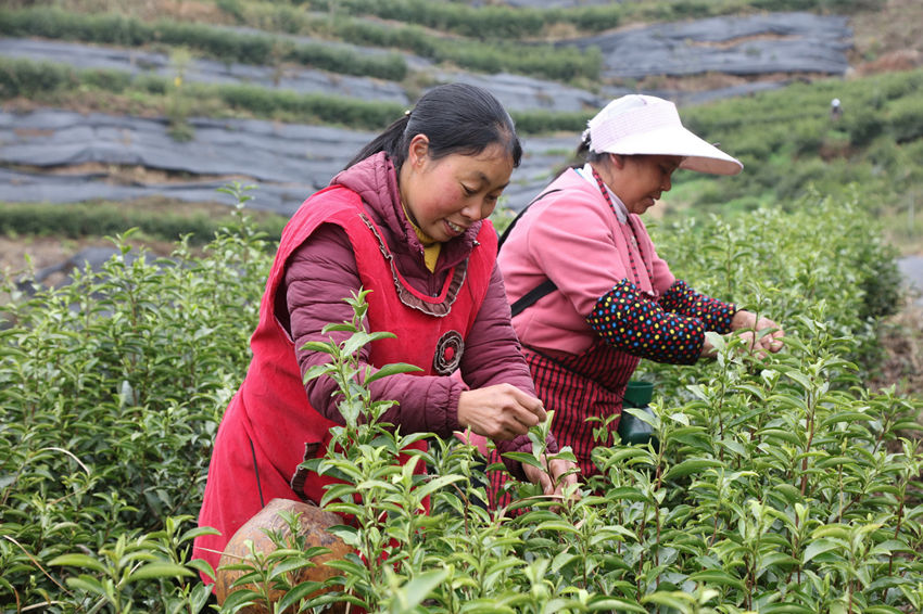 茶農們正在采摘茶葉。 馬發海攝