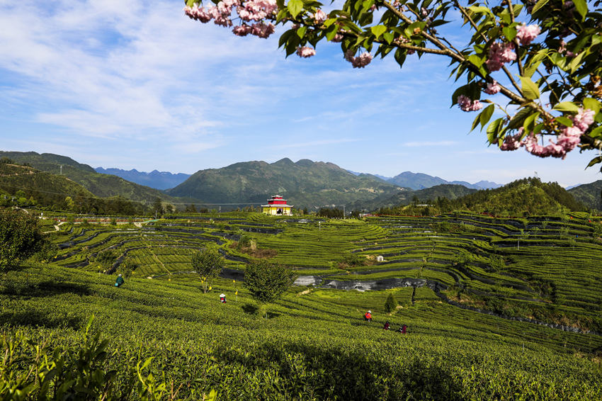 萬源市的富硒茶園。孫維翠攝