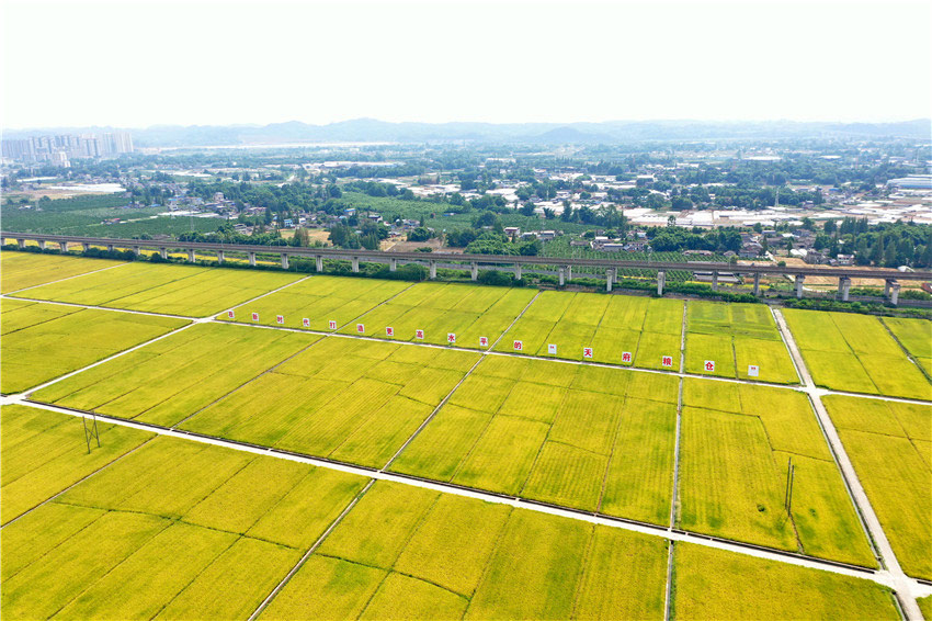 黃金風景喜心懷。眉山市新聞中心供圖
