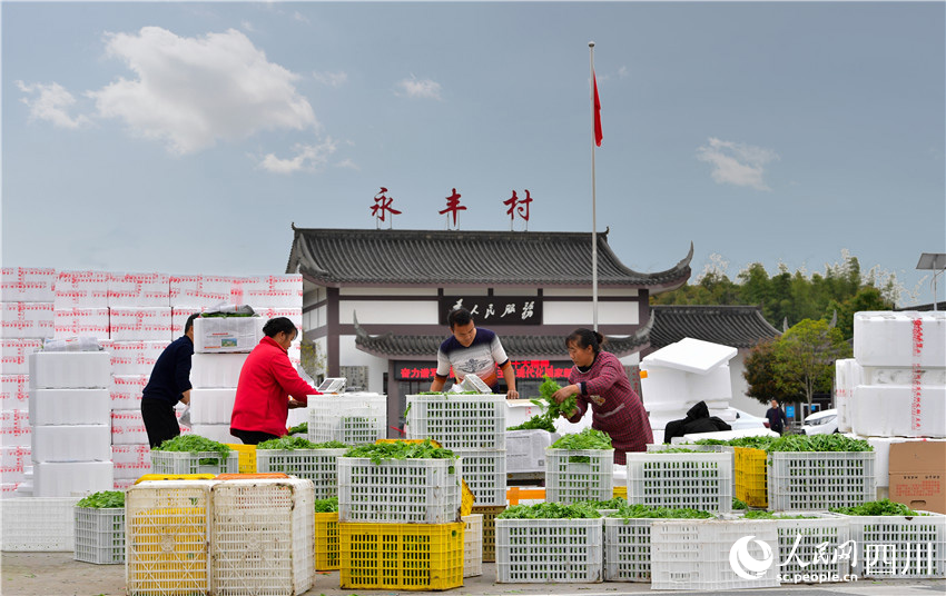 豌豆尖熟香氣遠。廖波攝