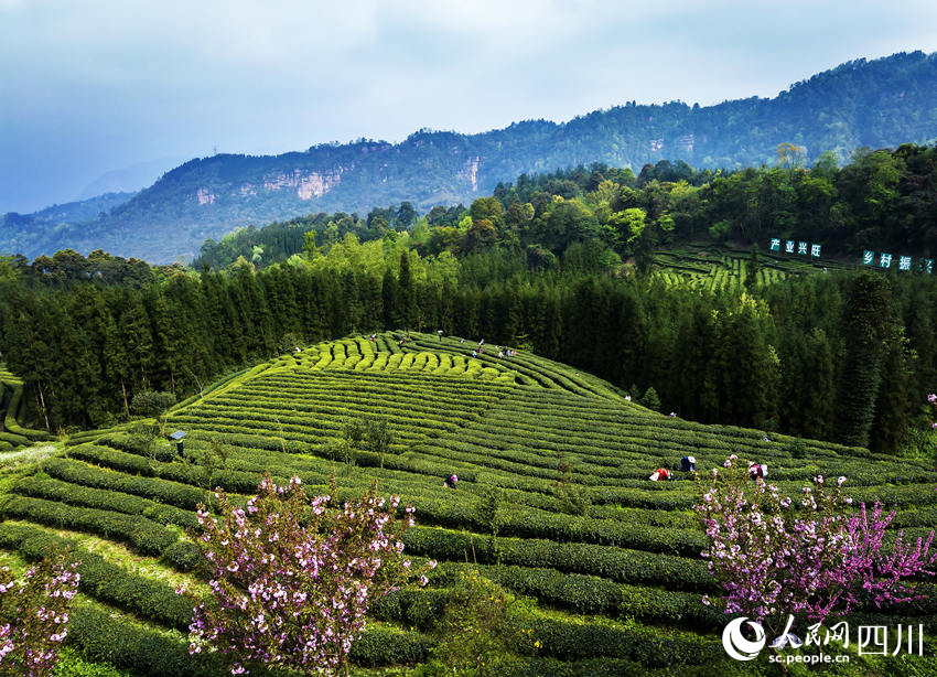 茶農(nóng)采茶忙。何為攝
