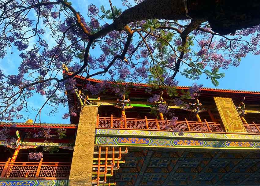 建昌路上的藍(lán)花楹。西昌市委宣傳部供圖
