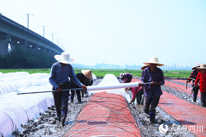 永豐村村民搶抓農(nóng)時(shí)進(jìn)行水稻育秧。人民網(wǎng) 趙祖樂攝