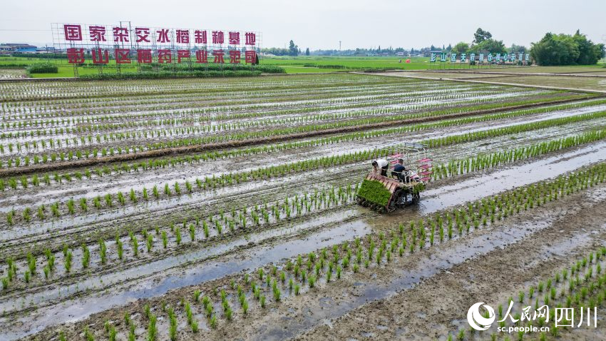 在眉山市彭山區制種基地，工人們正利用插秧機移栽水稻母本秧苗。翁光建攝