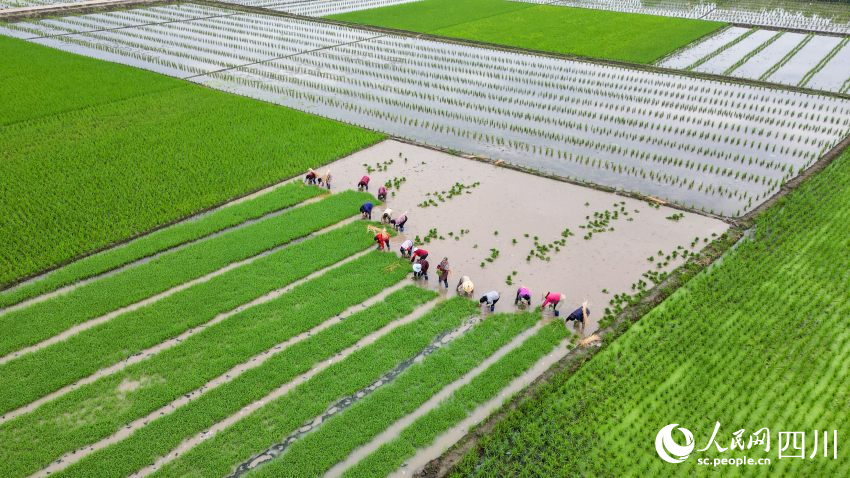 在眉山市彭山區制種基地，工人們正在田間起水稻母本秧苗。翁光建攝