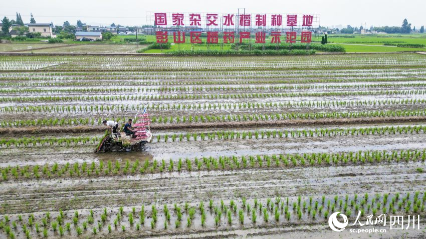 在眉山市彭山區(qū)制種基地，工人們正利用插秧機移栽水稻母本秧苗。翁光建攝