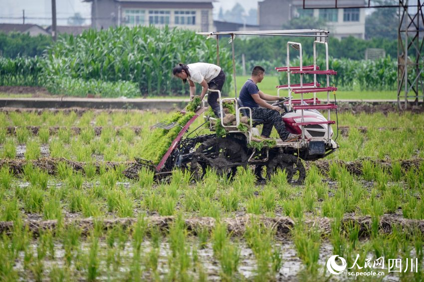 在眉山市彭山區(qū)制種基地，工人們正利用插秧機(jī)移栽水稻母本秧苗。翁光建攝