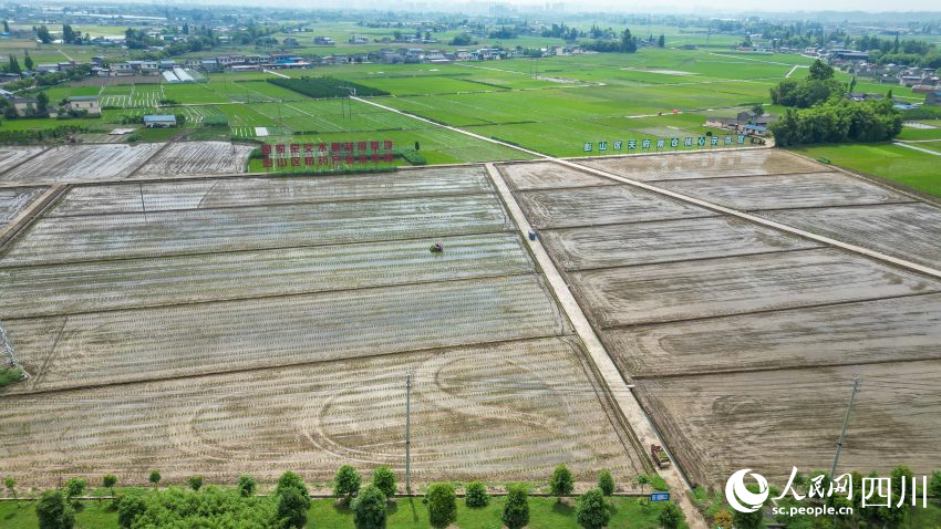 在眉山市彭山區(qū)制種基地，工人們正利用插秧機(jī)移栽水稻母本秧苗。翁光建攝