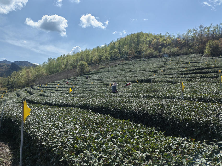 殘疾人在翠雲(yún)家庭農(nóng)場學習種茶采茶技術(shù)。受訪者供圖